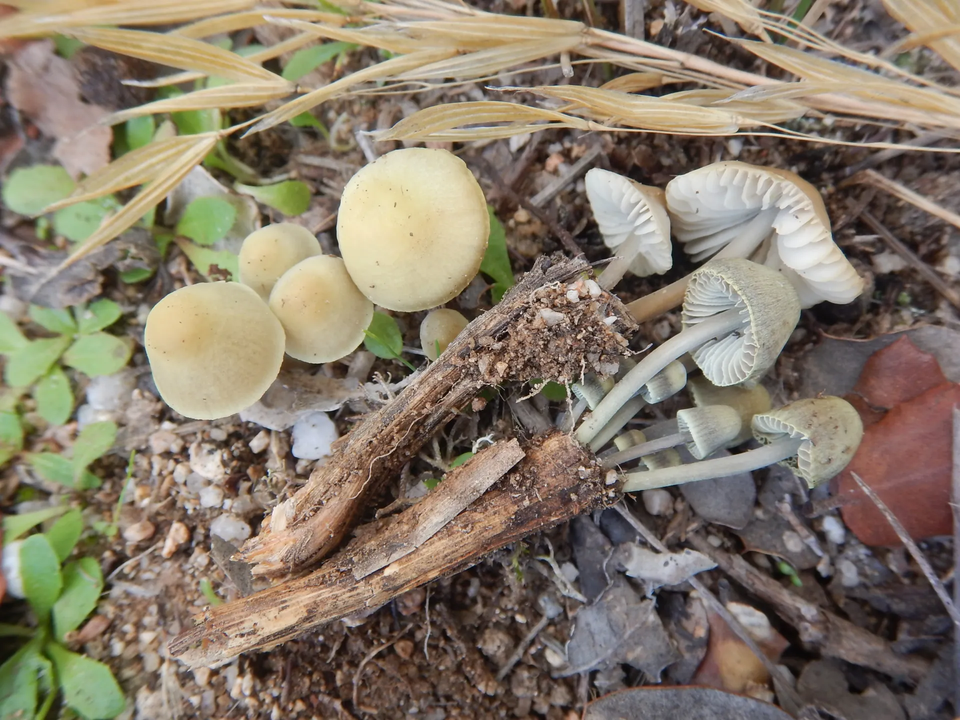 Mycena chlorantha, 23-11-15 (2)